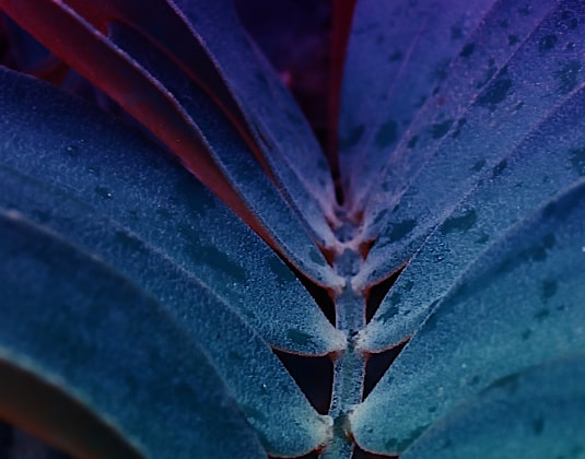 Wet leaves with violet toned pattern