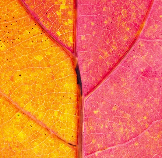 Image of pink and orange leaf veins