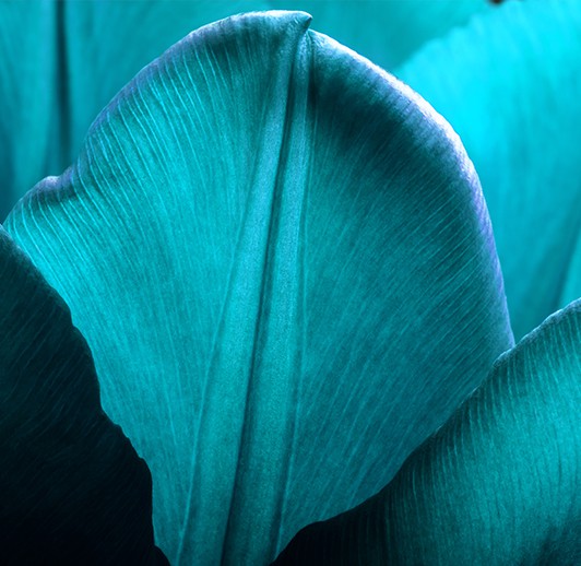Tulips close up image