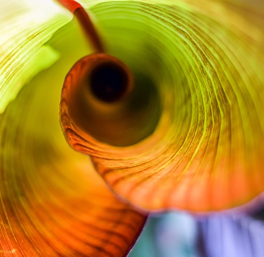 zoom image of a leaf