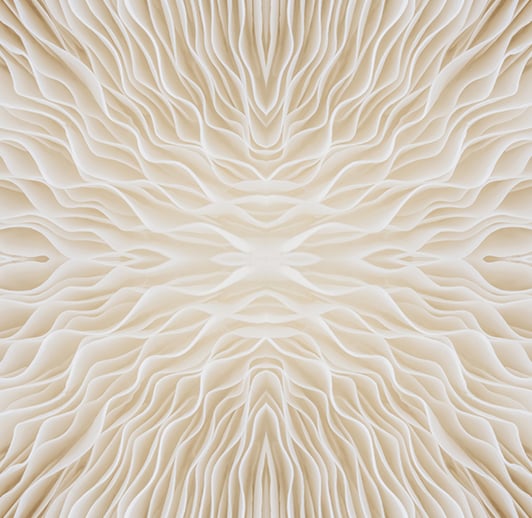 Lamyai abstract image