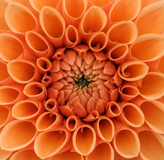 Orange Dahlia zoom image