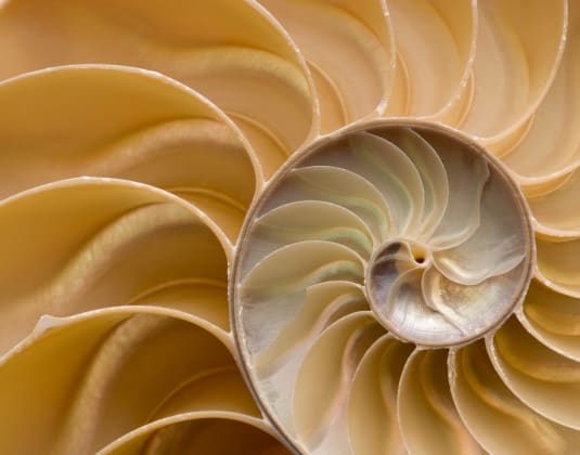 Nautilus shell cut in half