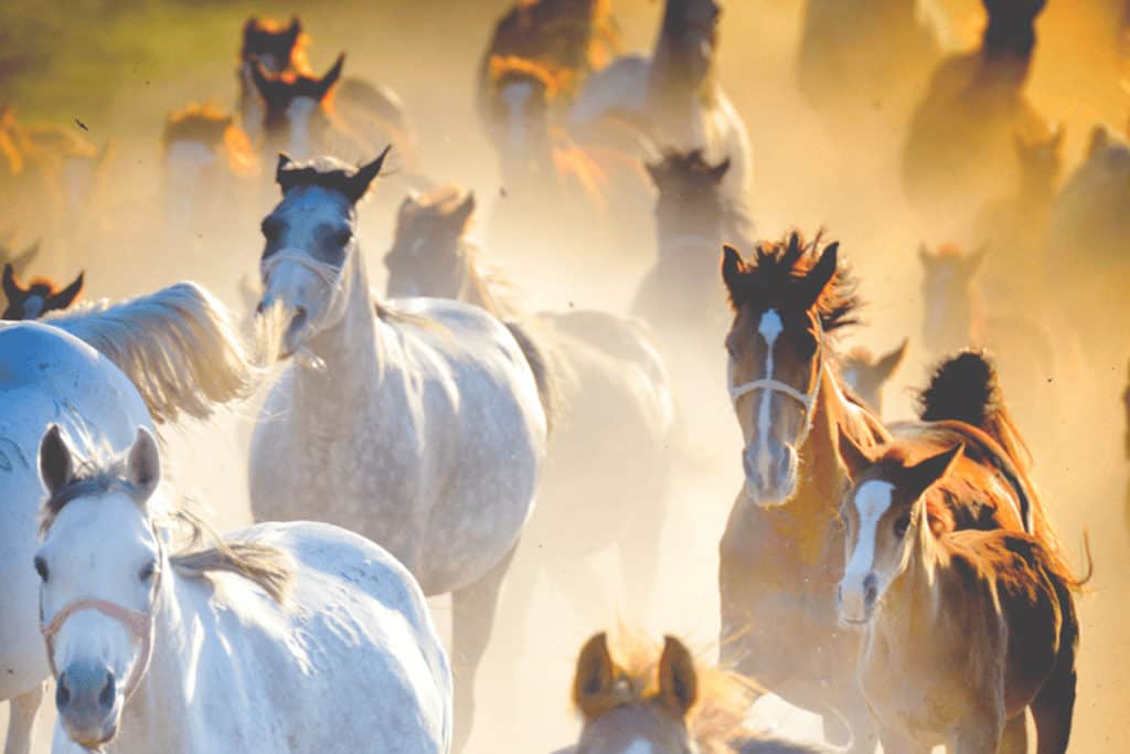 Group of horses running