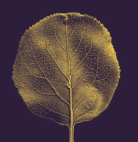 Golden leaf vein image